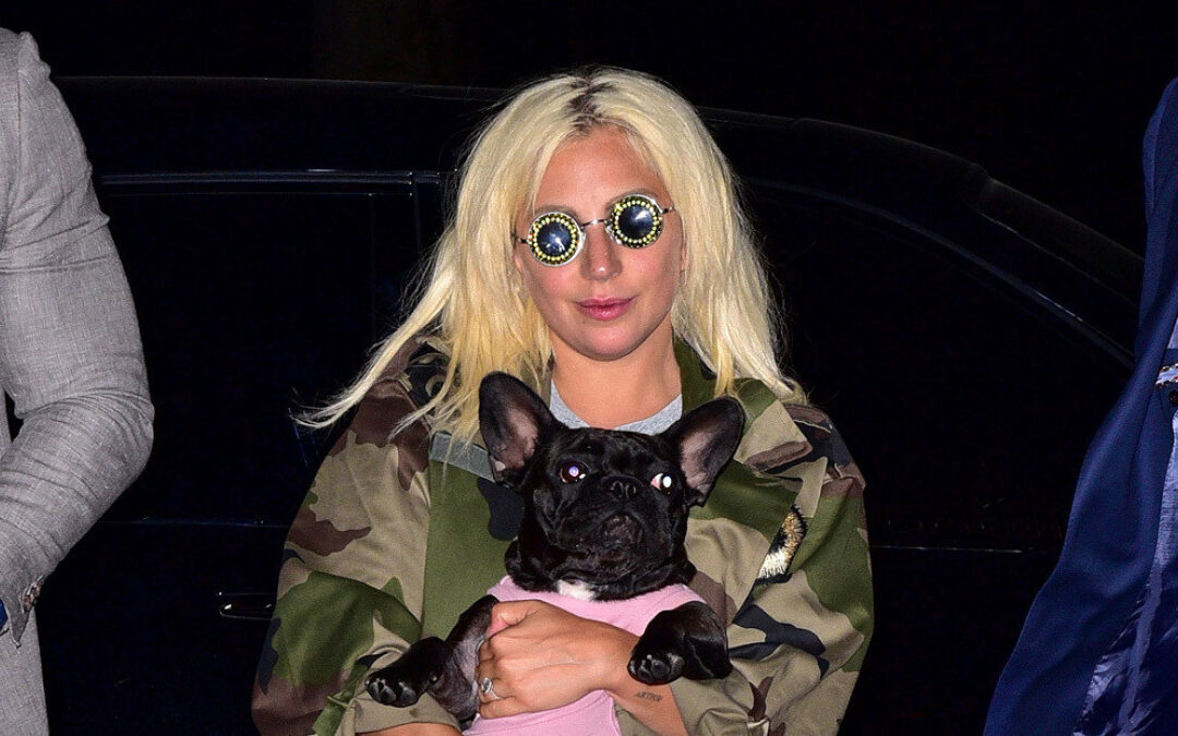 Se cierra el juicio de Lady Gaga por la recompensa del rescate de sus perros